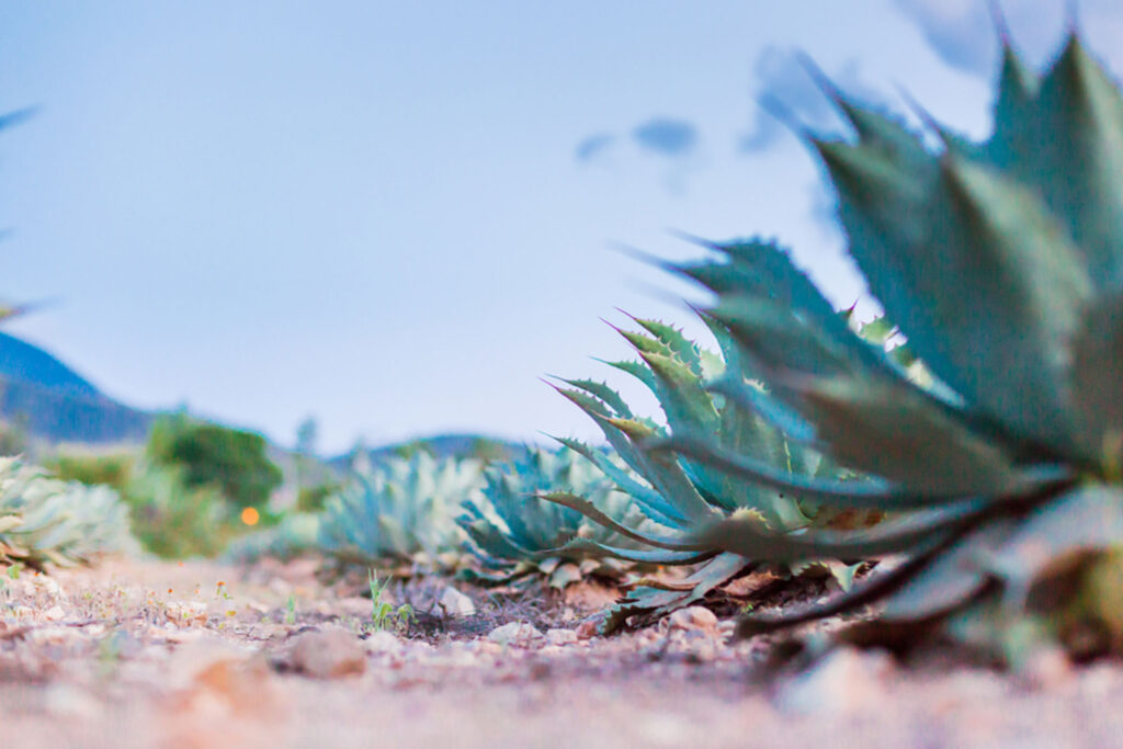 Mezcal: Origen y Significado de la Bebida Espiritual de México