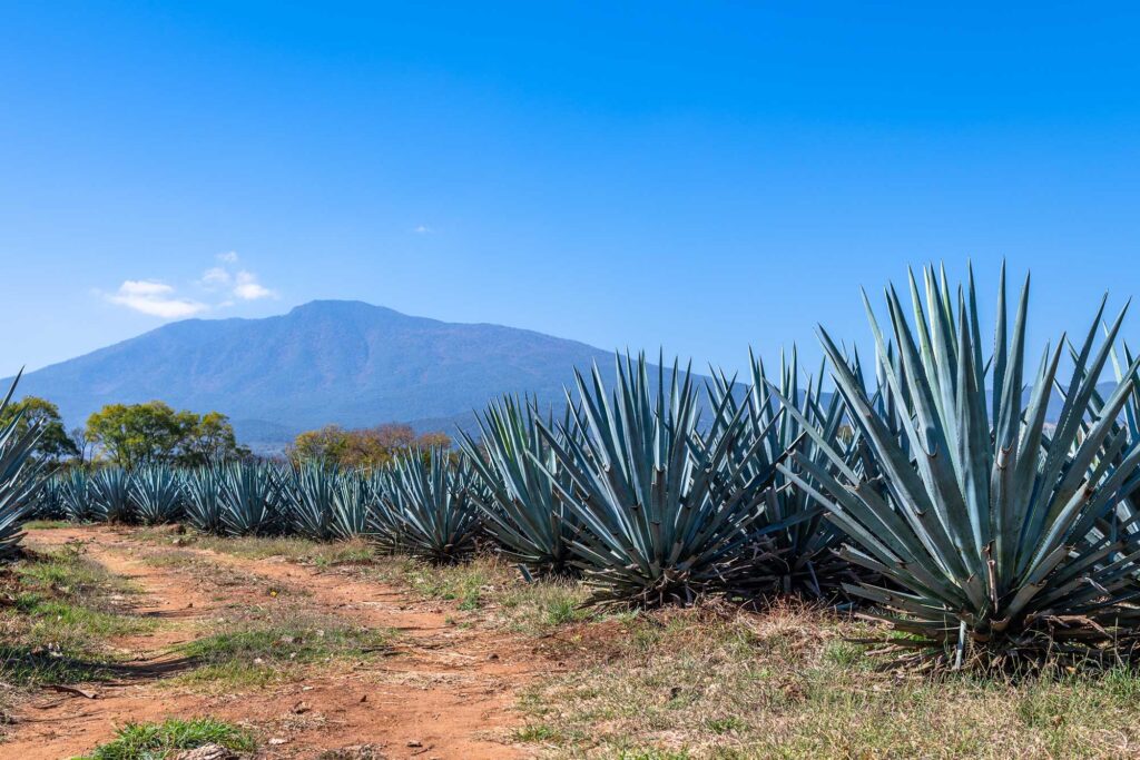 Agave Azul, ¿qué es y para qué se utiliza? | Casa Don Ramón