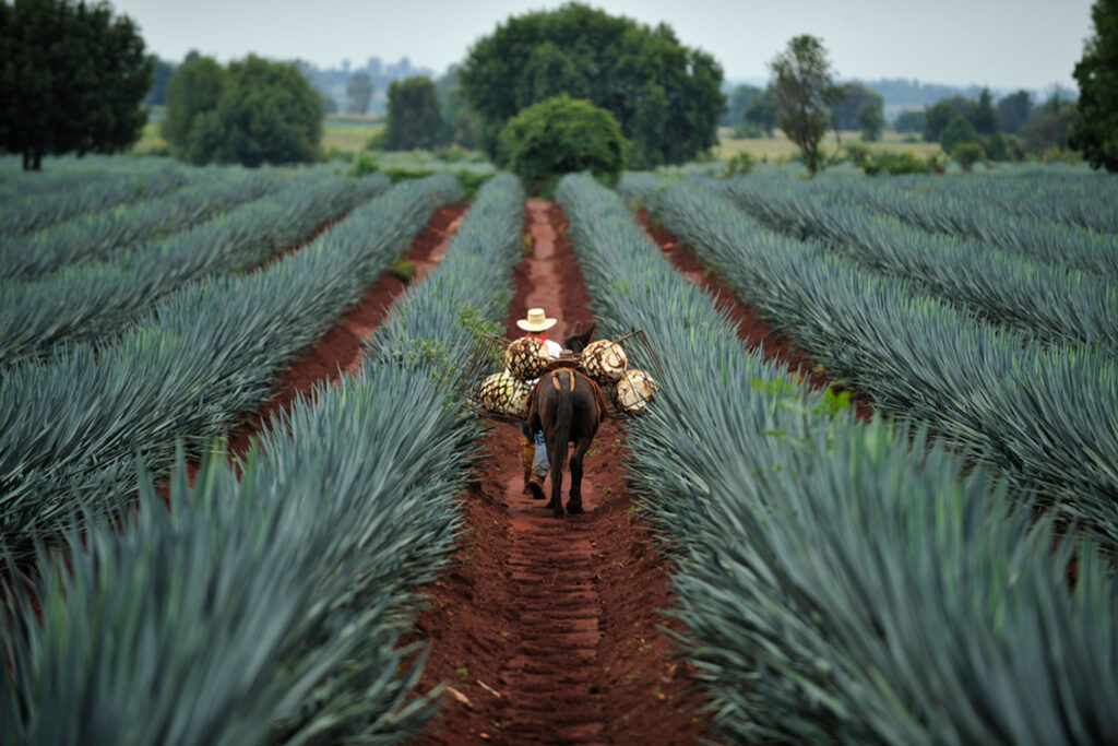 Descubre cómo se hace el tequila | Casa Don Ramón