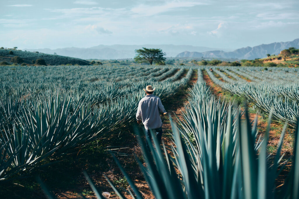 Raíces de sabor: la fascinante historia del tequila