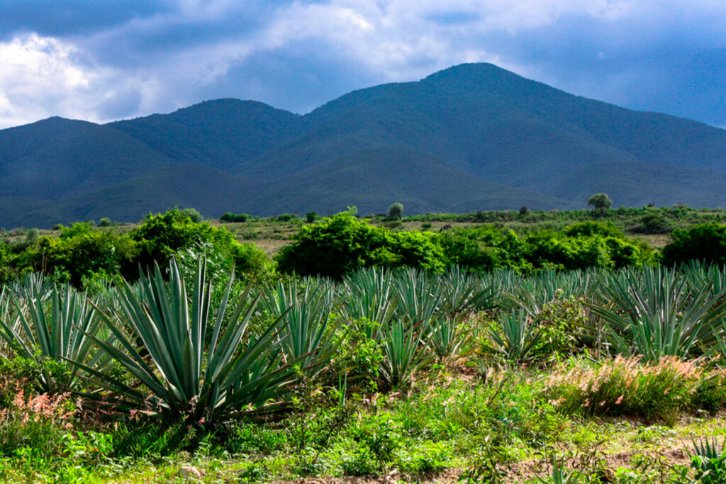 Agave Espadín: el alma del mezcal artesanal y su impacto cultural en México