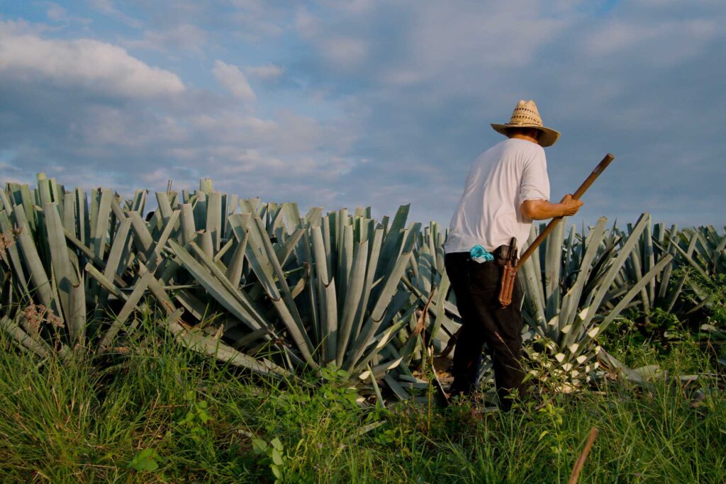 El Papel del Tequila y Mezcal en la Cultura Mexicana