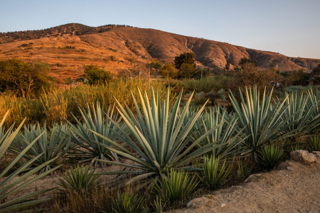 Vive la Feria del Mezcal 2024 en Oaxaca: Tradición y Sabor