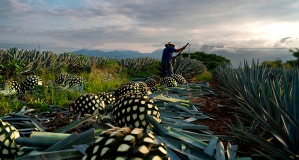 El Camino del Agave: De la Tierra a la Botella en Casa Don Ramón