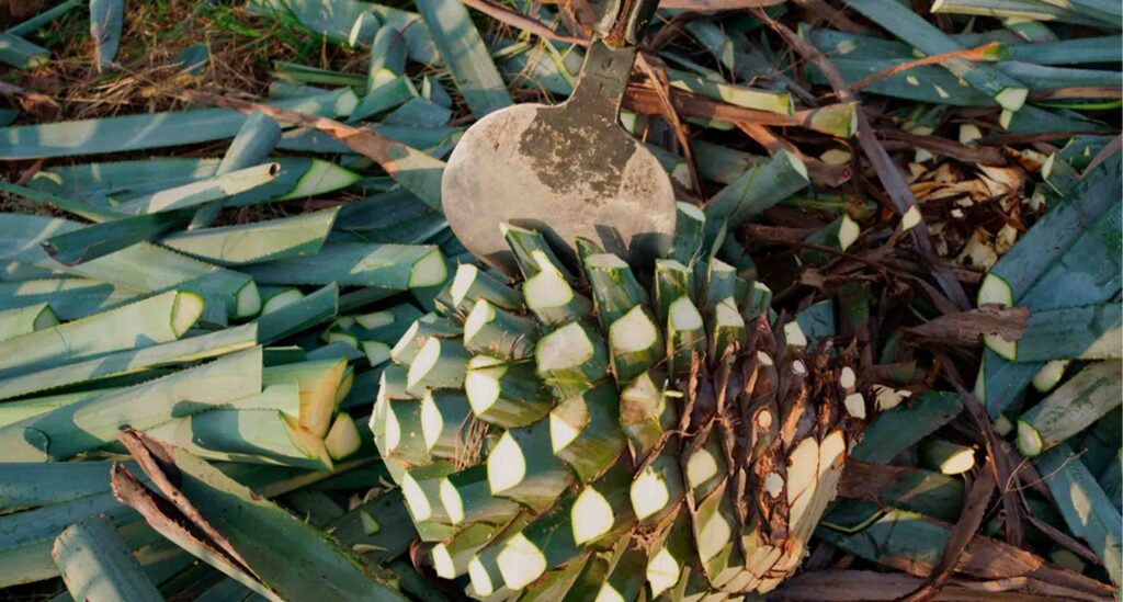 ¿Cómo se hace el tequila? El Arte Detrás de Cada Gota de Don Ramón